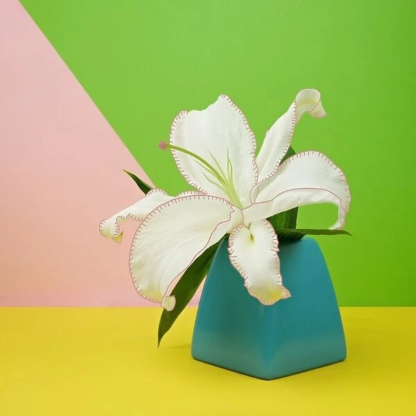 White Lily Flower in Blue Vase