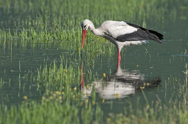 White Stork -Ciconia ciconia- foraging for food, Lake Kerkini, Central Macedonia, Greece