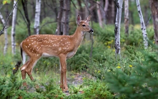 White-tailed deer fawn