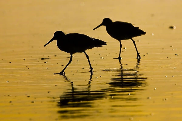 Two willet birds in silhouette