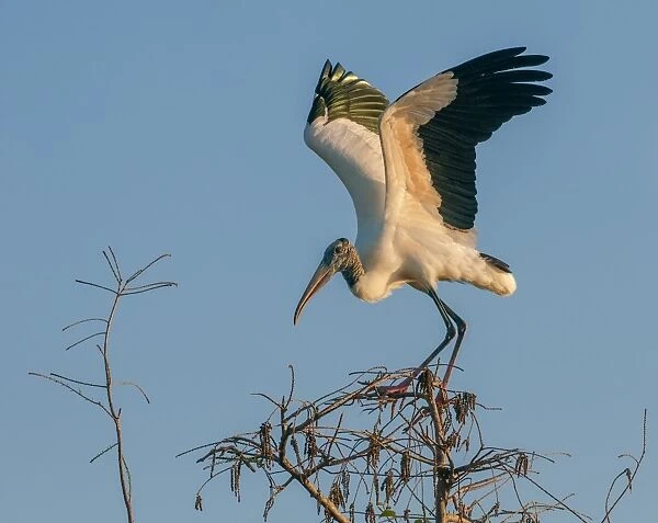 wood stork on perch at sunset