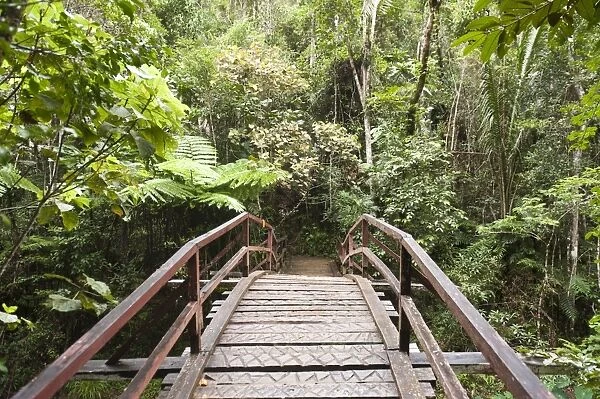 Wooden bridge leading into the dense jungle, primary forest, Andasibe-Mantadia National Park, Alaotra Mangoro region, Madagascar