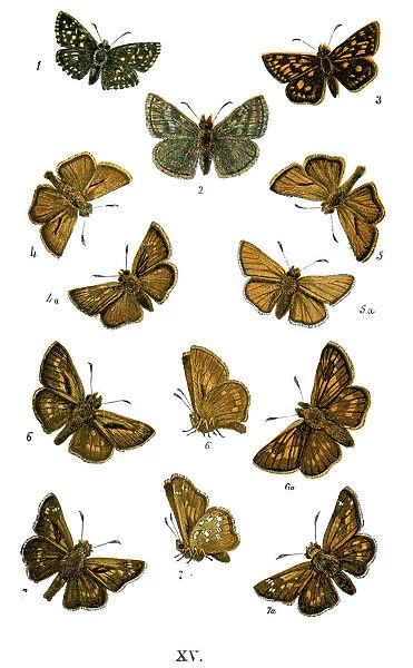 Woodland Skipper, Lepidoptera, Butterfly, Animal, Animal Limb, Animal Themes, Arrangement