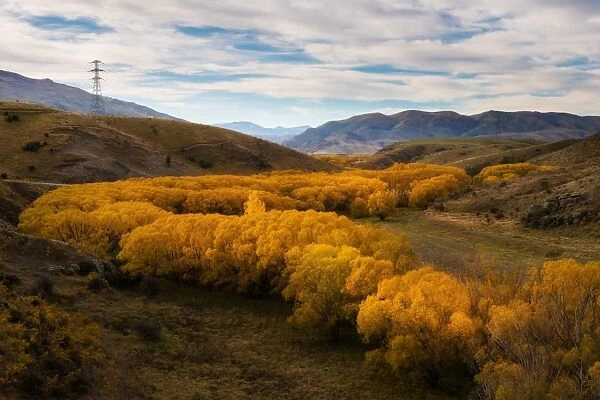 Yellow color leaves in autumn, South Island, New Zealand