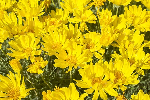 Yellow flowers, Haplopappus acaulis, Chile