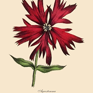 Acrostemma and Corncockle Plants, Victorian Botanical Illustration