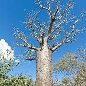 African Baobab -Adansonia digitata-, Andohahela National Park, near Fort-Dauphin or Tolagnaro, Madagascar