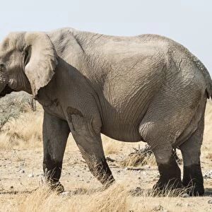 African Bush Elephant -Loxodonta africana- walking with wet feet on dry grassland, Etosha National Park, Namibia