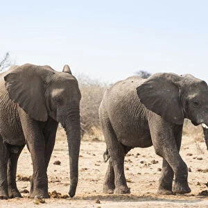 Two African Bush Elephants -Loxodonta africana-, Etosha National Park, Namibia
