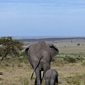 African Bush Elephants -Loxodonta africana-, cow with calf from behind, Masai Mara National Reserve, Kenya, East Africa, Africa, PublicGround