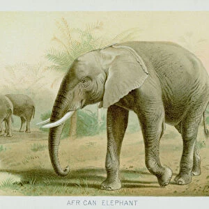 African elephant chromolithograph 1896