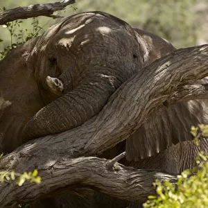 African elephant, Hoanib River Valley, Namibia
