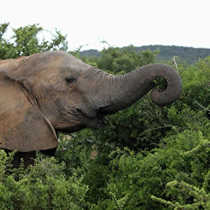 African Elephant -Loxodonta africana-, young feeding, foraging, portrait, Addo Elephant National Park, Eastern Cape, South Africa
