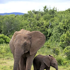 African elephant -Loxodonta africana- mother with young in search of food, Addo Elephant National Park, Eastern Cape, South Africa