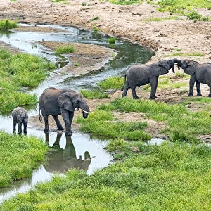 African Elephants -Loxodonta africana- at a river, Tarangire, Tanzania