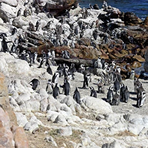 African Penguins -Spheniscus demersus-, colony, Bettys Bay, Western Cape, South Africa