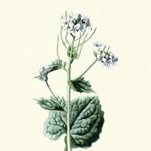 Alliaria petiolata, Garlic mustard, botanical flower print