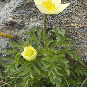 Alpine Anemone or Sulphur Anemone -Pulsatilla alpina ssp. Alpiifolia-, Kaunertal valley, Tyrol, Austria