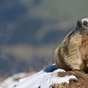 Alpine Marmot -Marmota marmota-, Oberallgau, Allgau, Swabia, Bavaria, Germany