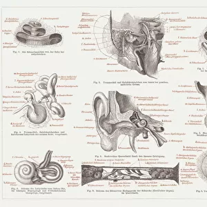 Anatomy of the human ear, lithograph, published in 1876