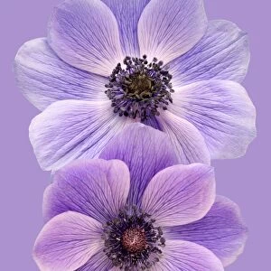 Anemones on a purple background