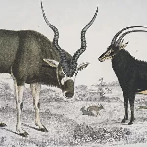 Antelopes Abroad