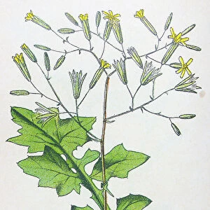 Antique botany illustration: Wall Lettuce, Lactuca muralis