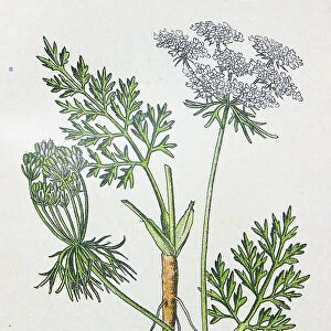 Antique botany illustration: Wild Carrot, Daucus Carota