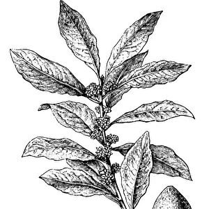 Antique illustration of bay laurel, sweet bay (Laurus Nobilis)