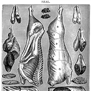 Antique recipes book engraving illustration: Veal