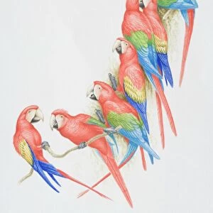 Nature & Wildlife Framed Print Collection: Beautiful Bird Species