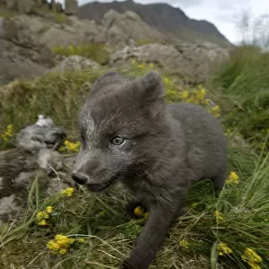Arctic fox in meadow in Iceland