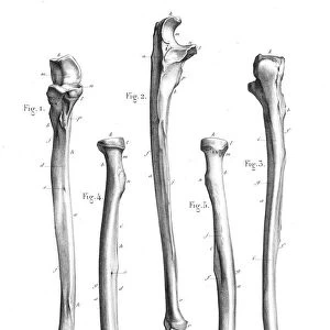 Arm bones anatomy engraving 1866
