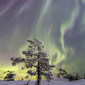 Aurora Borealis on the frozen tree Lapland Finland