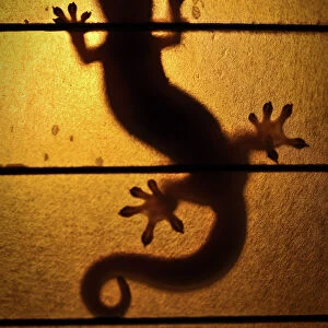 Backlit Gecko, Hawaii
