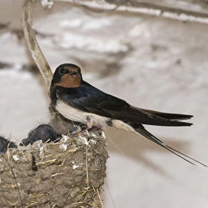 Barn Swallow -Hirundo rustica- with nestlings, Thuringia, Germany