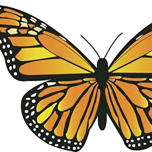 Colourful Butterflies Framed Print Collection: Butterfly Art Illustrations