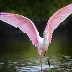 Beautiful Roseate Spoonbill with Wings Lifted at Fort Myers Beach, Florida