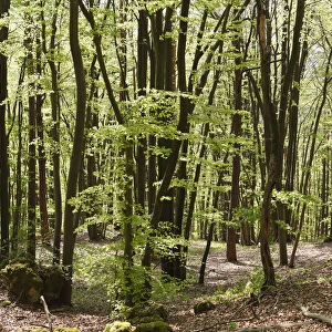 Beech forest in spring, Franconian Switzerland, Upper Franconia, Franconia, Bavaria, Germany, Europe