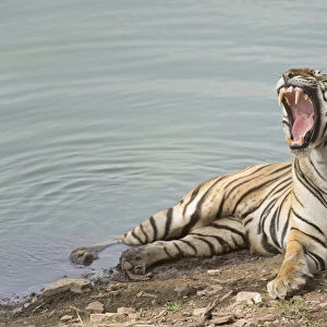 Bengal Tiger -Panthera tigris tigris- resting at a water hole, Ranthambore Tiger Reserve, India