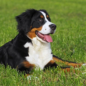 Bernese Mountain dog -Canis lupus familiaris- puppy, bitch