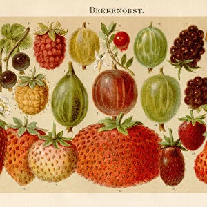 Berries Lithograph 1895