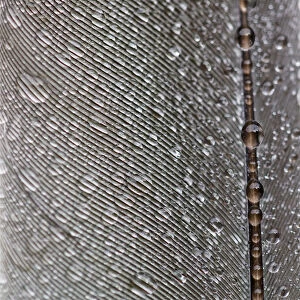 Bird Feather with Water Droplets on