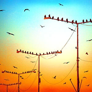Birds on lamp posts