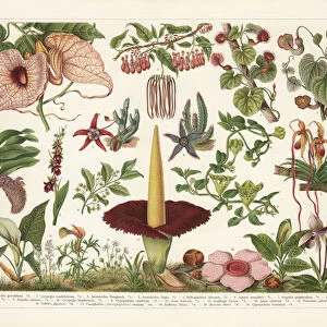 Birthworts (Aristolochia), chromolithograph, published in 1899