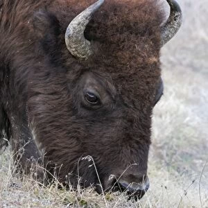 Bison (Bovinae) grazing, Yellowstone National Park, Montana, Wyoming, USA