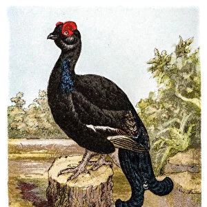 The black grouse or blackgame or blackcock (Tetrao tetrix)