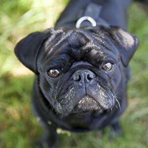 Black Pug with its face smeared with cow dung