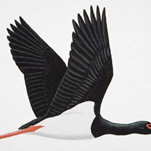 Black Stork (Ciconia nigra), adult