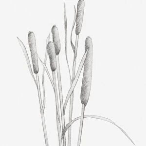 Black and white illustration of dried stems of Typha sp. (Bulrush)